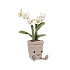 Jellycat Amuseable Cream Orchid 趣味乳白色兰花绿植毛绒玩偶 A2ORC 高27cm x 宽10cm